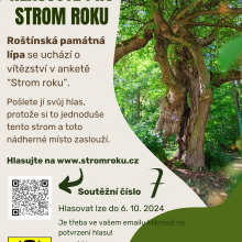 Památná lípa u Roštína usiluje o titul „Strom roku 2024“